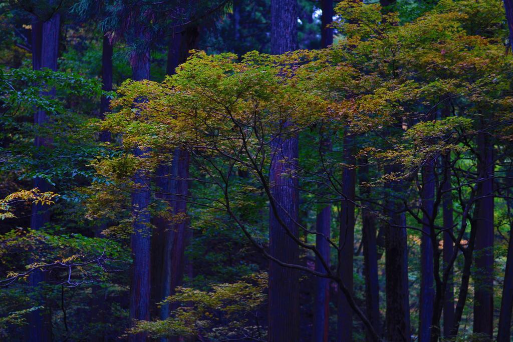 Nikko Pension L'Escale المظهر الخارجي الصورة